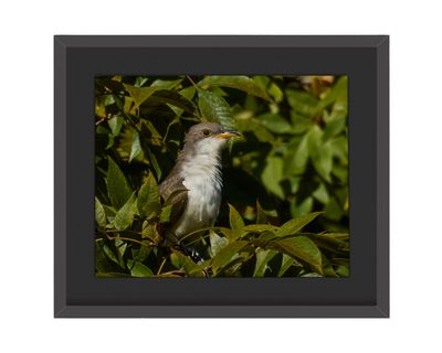Yellow-billed Cuckoo Framed Print