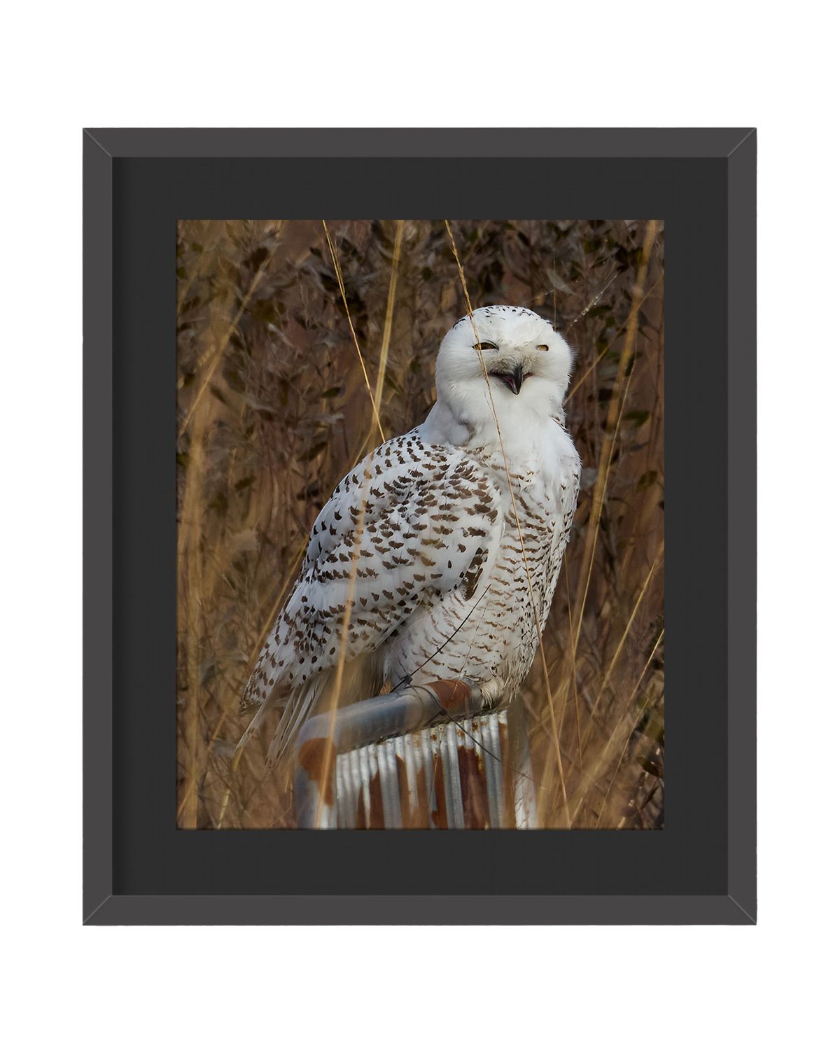 Snowy Owl Framed Print