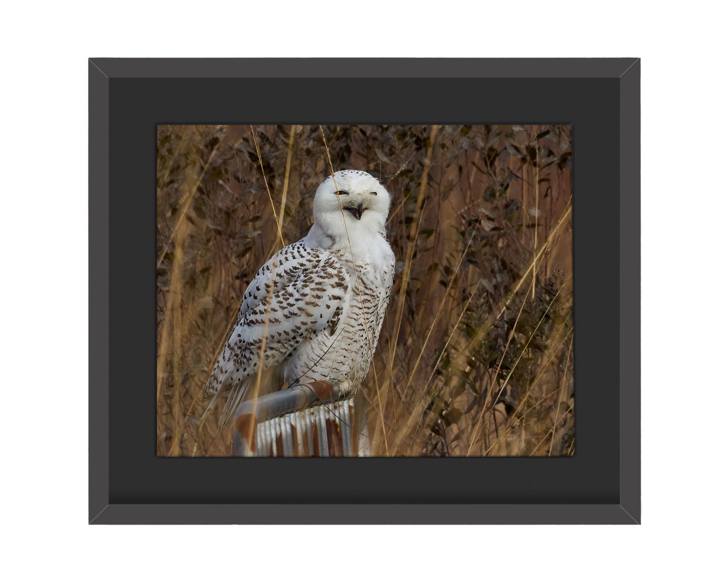 Snowy Owl Framed Print