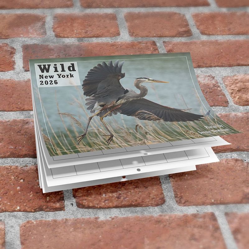 Wild New York Calendars