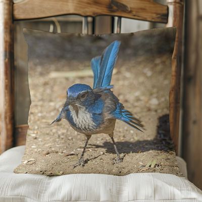 California Scrub Jay pillow cover – Palm Springs wildlife bird photography by Dennis Newsham