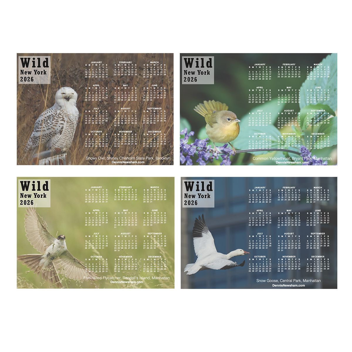 Wild New York 2026 Calendar Magnets – Set of 4 Wildlife Photography 5"x7"