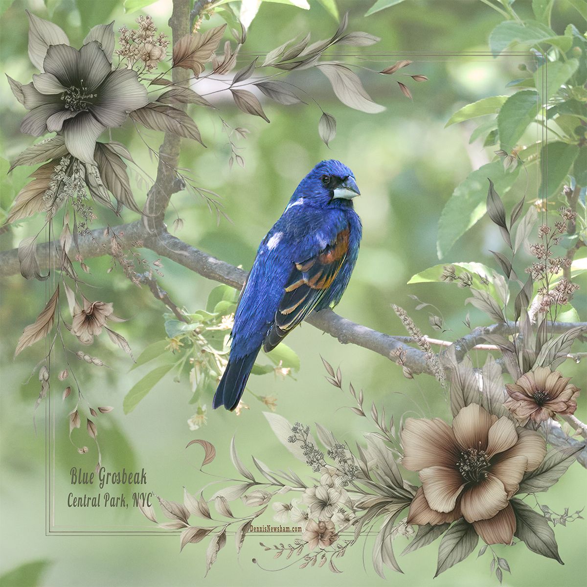 Blue Grosbeak Scarf – Central Park Spring Migration 2025