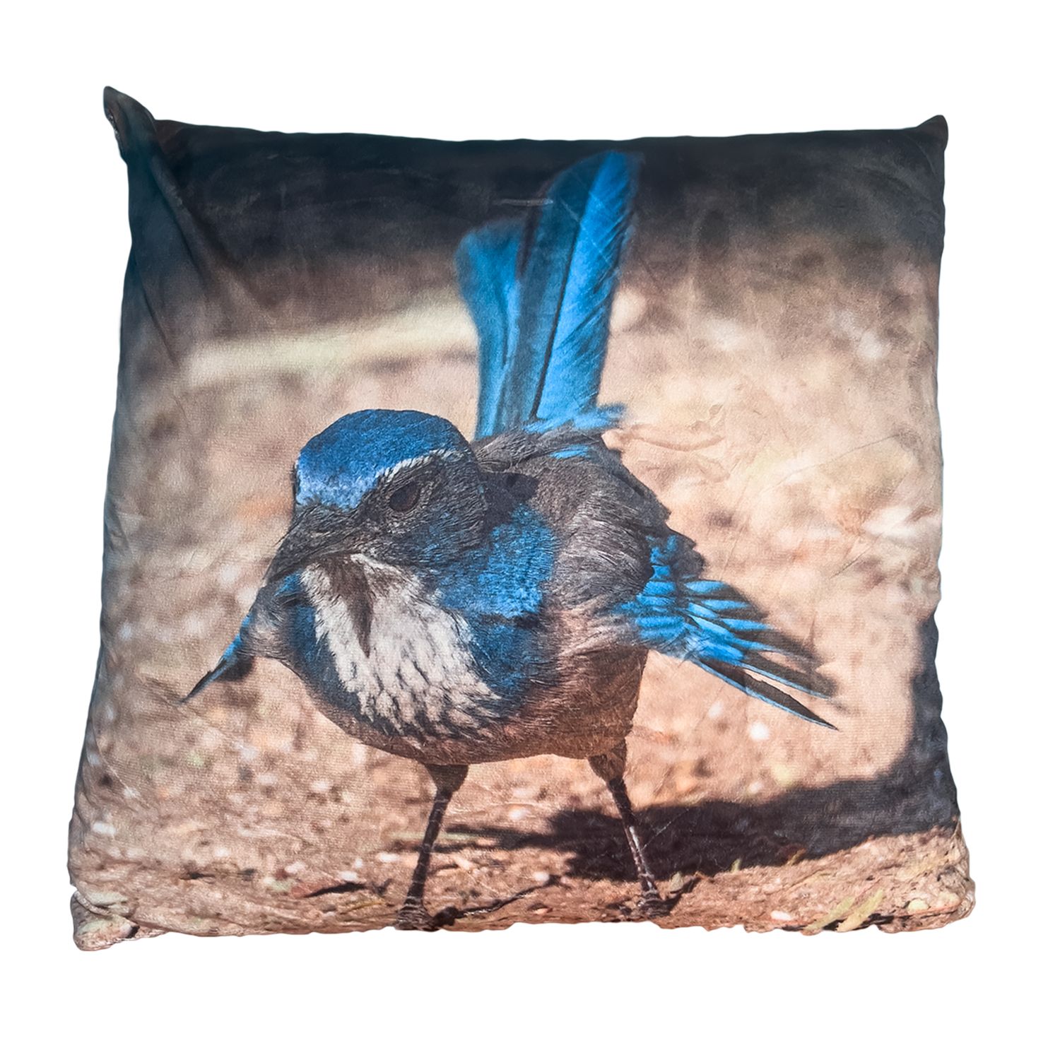 California Scrub Jay pillow cover – Palm Springs wildlife bird photography by Dennis Newsham