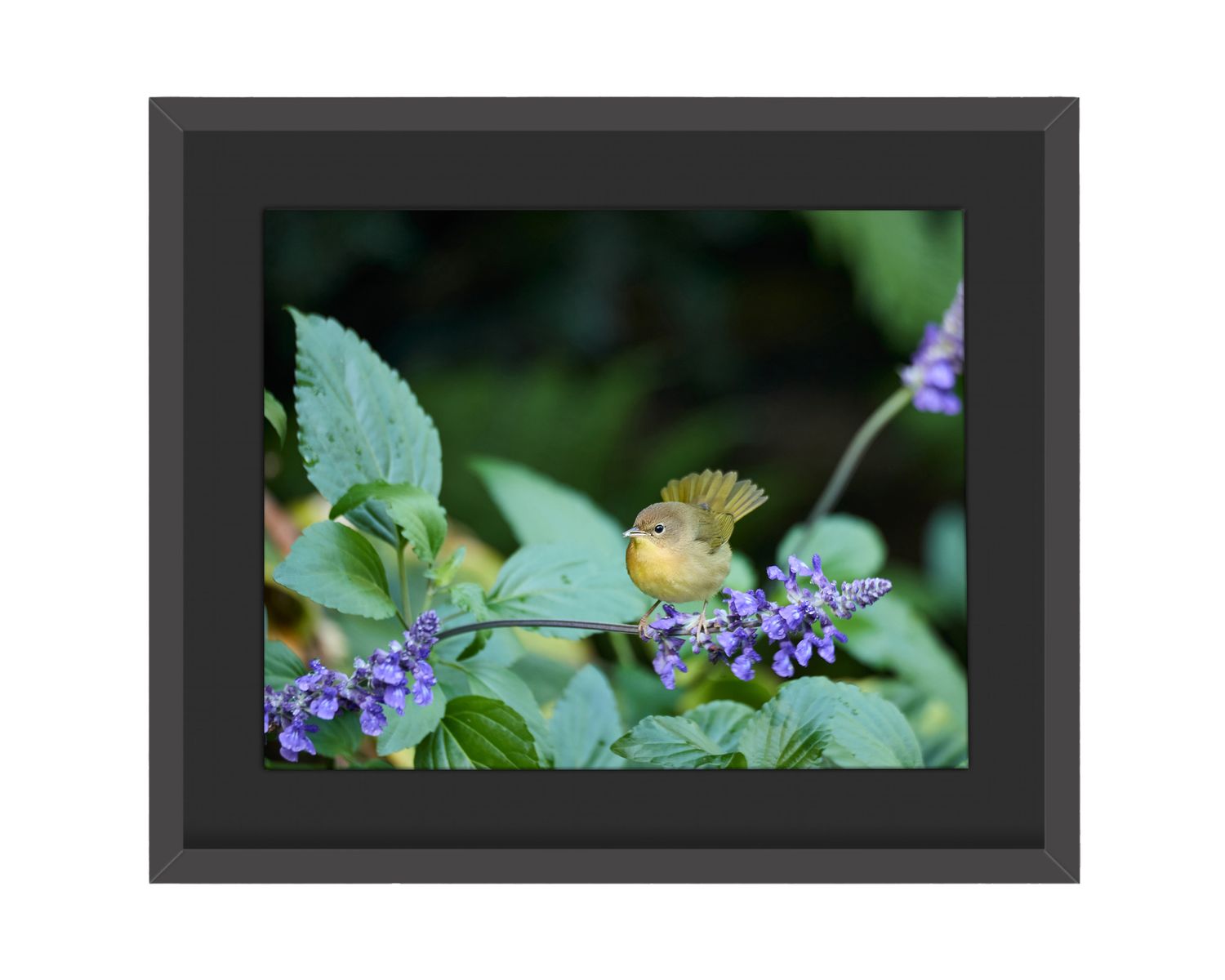 Common Yellowthroat Framed Print