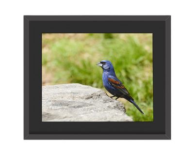 Blue Grosbeak Framed Print
