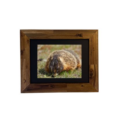 Yellow-bellied Marmot — Yellowstone National Park