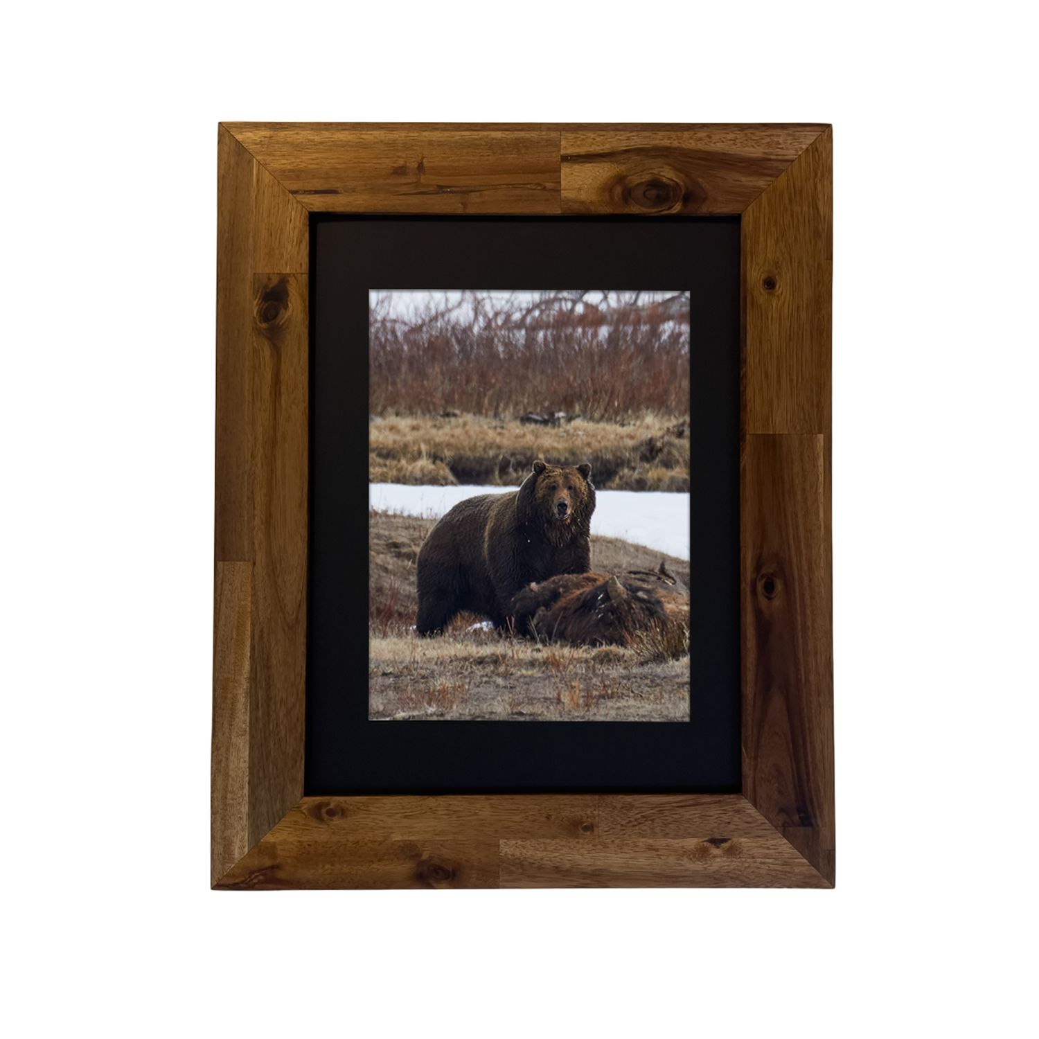 Grizzly Bear — Yellowstone National Park