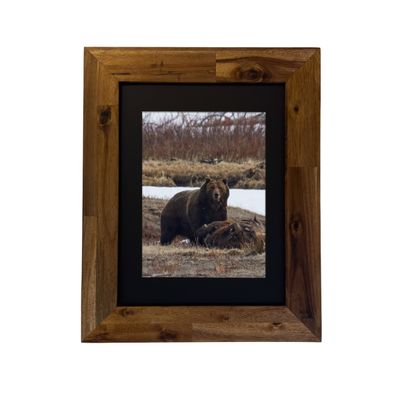 Grizzly Bear — Yellowstone National Park