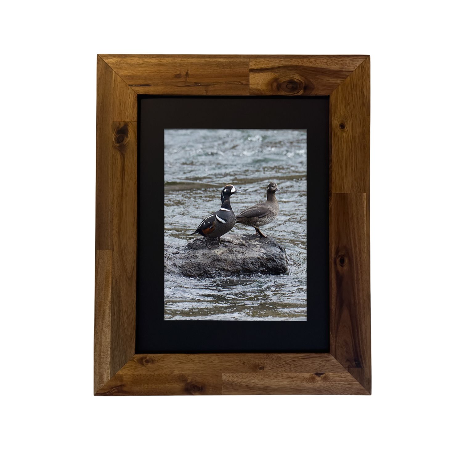 Harlequin Ducks — Yellowstone National Park