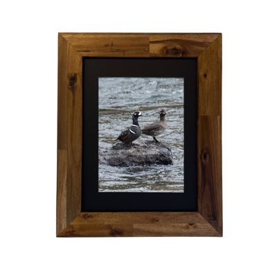 Harlequin Ducks — Yellowstone National Park