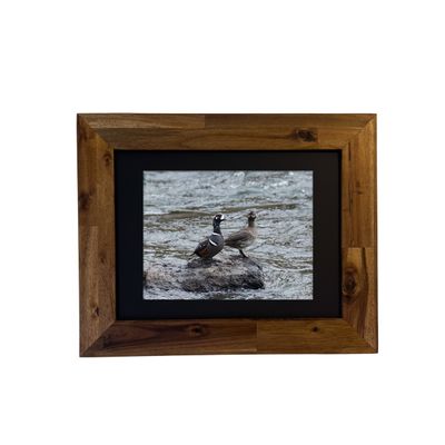 Harlequin Ducks — Yellowstone National Park
