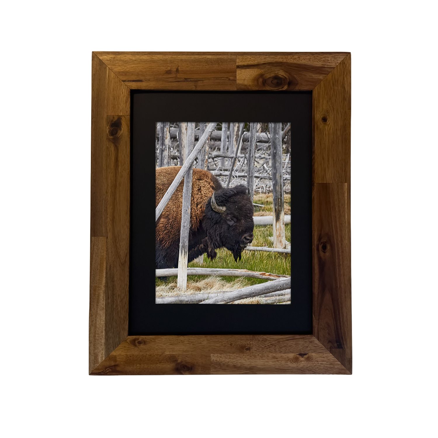 American Bison — Yellowstone National Park