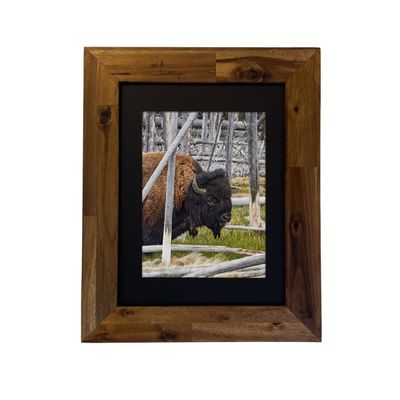 American Bison — Yellowstone National Park