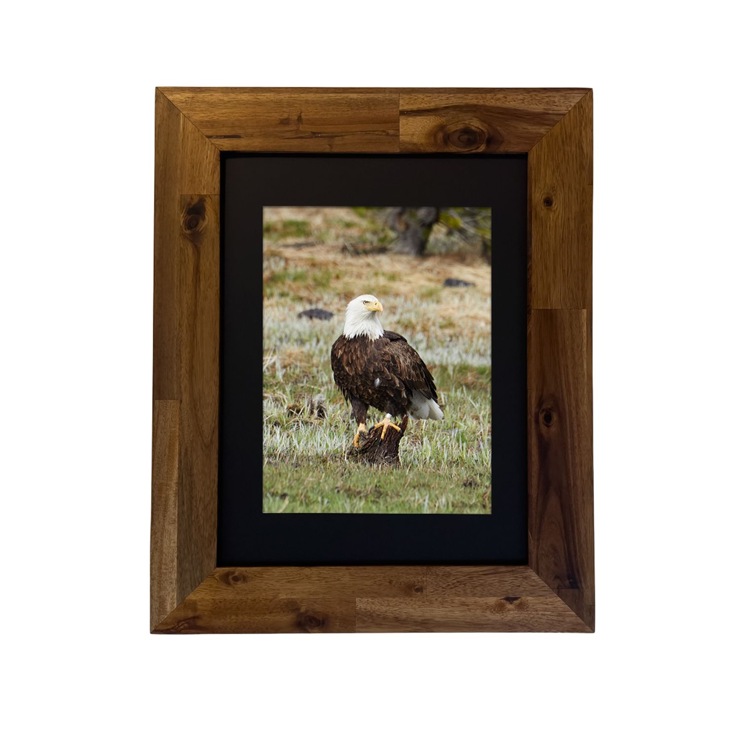 Bald Eagle — Yellowstone National Park