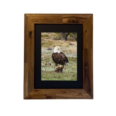 Bald Eagle — Yellowstone National Park