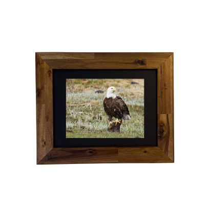 Bald Eagle — Yellowstone National Park