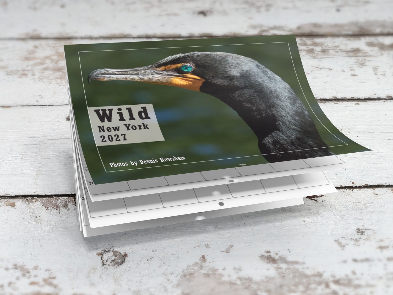 Wild New York 2027 wildlife calendar featuring a Double-crested Cormorant by Dennis Newsham