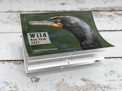 Wild New York 2027 wildlife calendar featuring a Double-crested Cormorant by Dennis Newsham