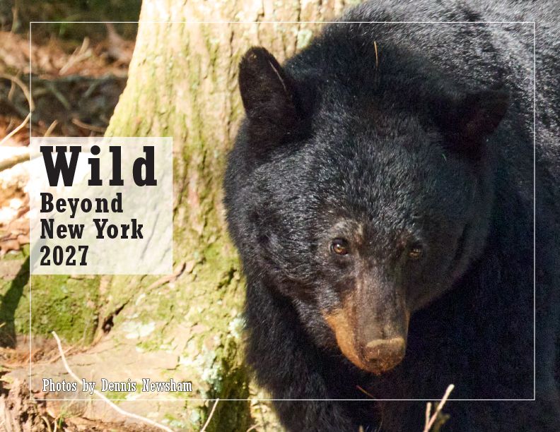 Wild Beyond New York 2027 wildlife calendar featuring a Black Bear by Dennis Newsham