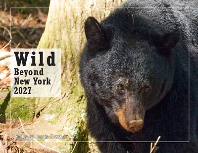 Wild Beyond New York 2027 wildlife calendar featuring a Black Bear by Dennis Newsham