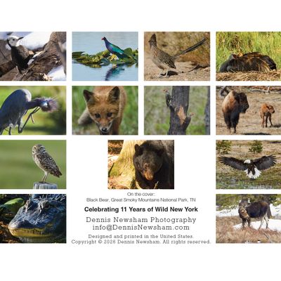 Wild Beyond New York 2027 wildlife calendar featuring a Black Bear by Dennis Newsham