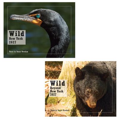 2027 Wildlife Calendar & Greeting Card Gift Set
