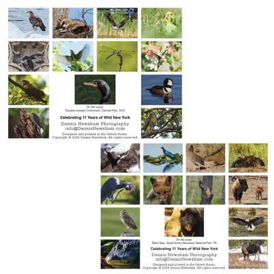 Wild New York 2027 and Wild Beyond New York 2027 wildlife calendar collection by Dennis Newsham