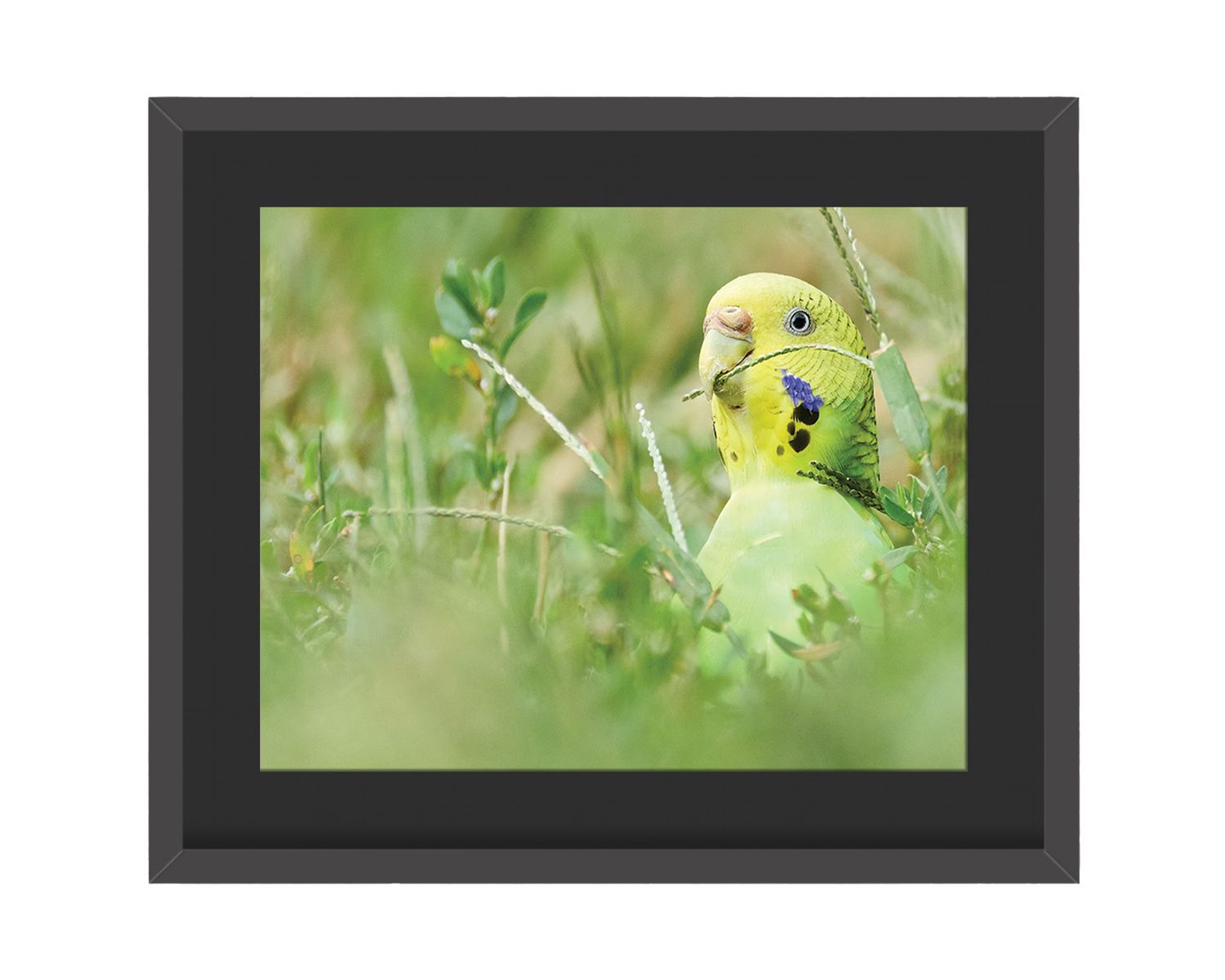 Budgerigar Framed Print – Central Park, NYC