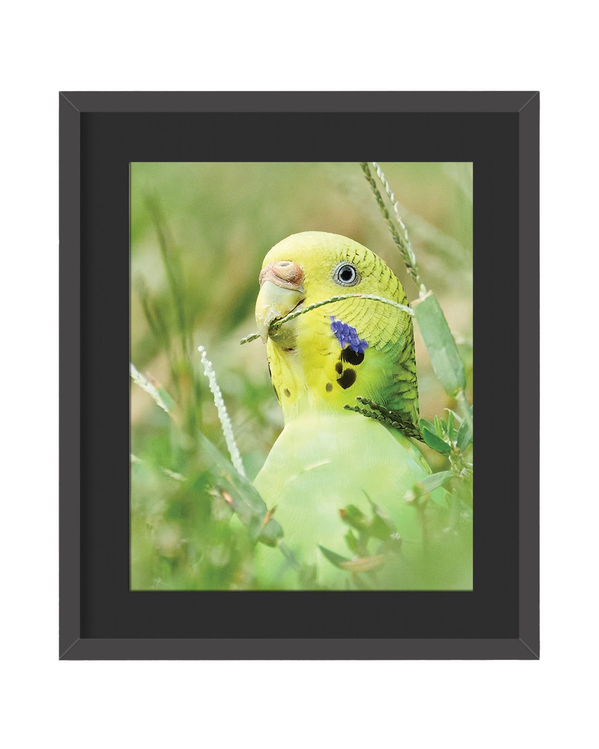 Budgerigar Framed Print – Central Park, NYC