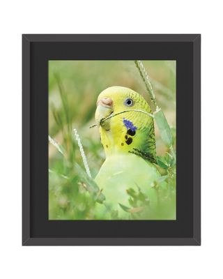 Budgerigar Framed Print – Central Park, NYC
