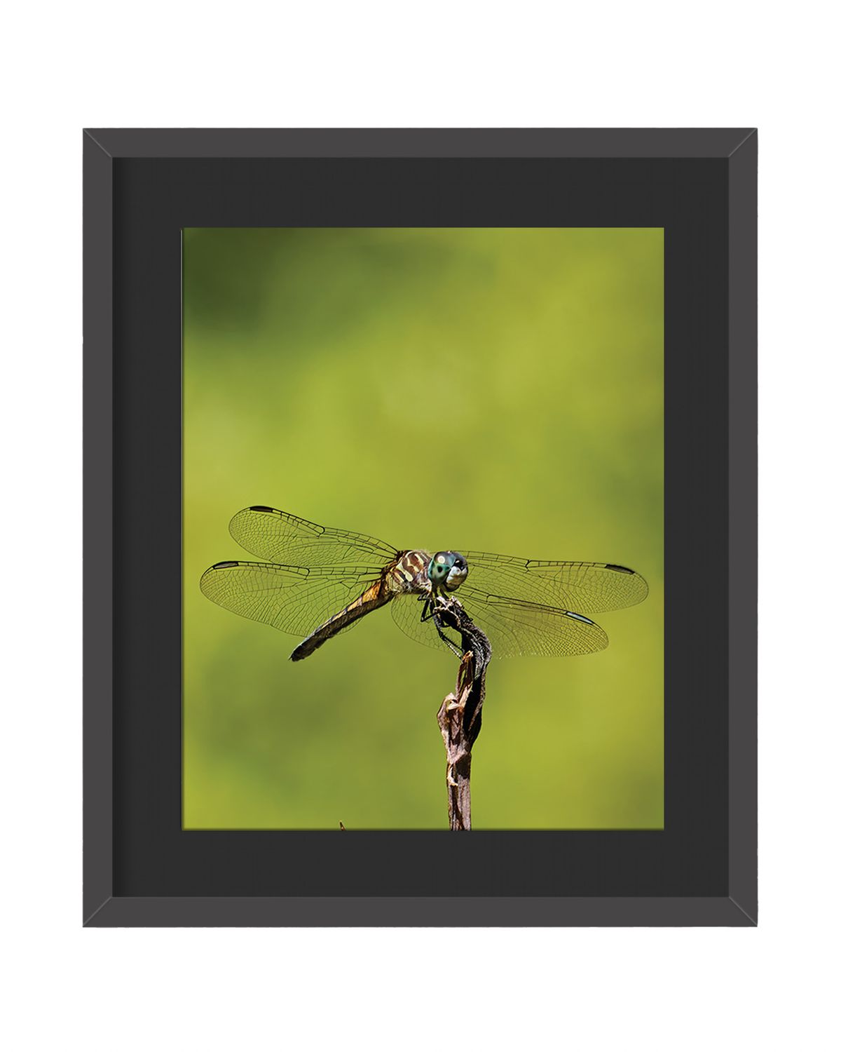 Blue Dasher Framed Print – Central Park, NYC