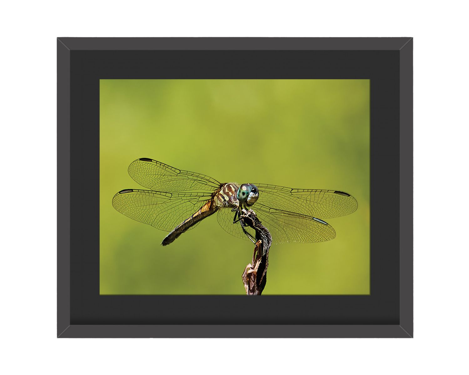 Blue Dasher Framed Print – Central Park, NYC