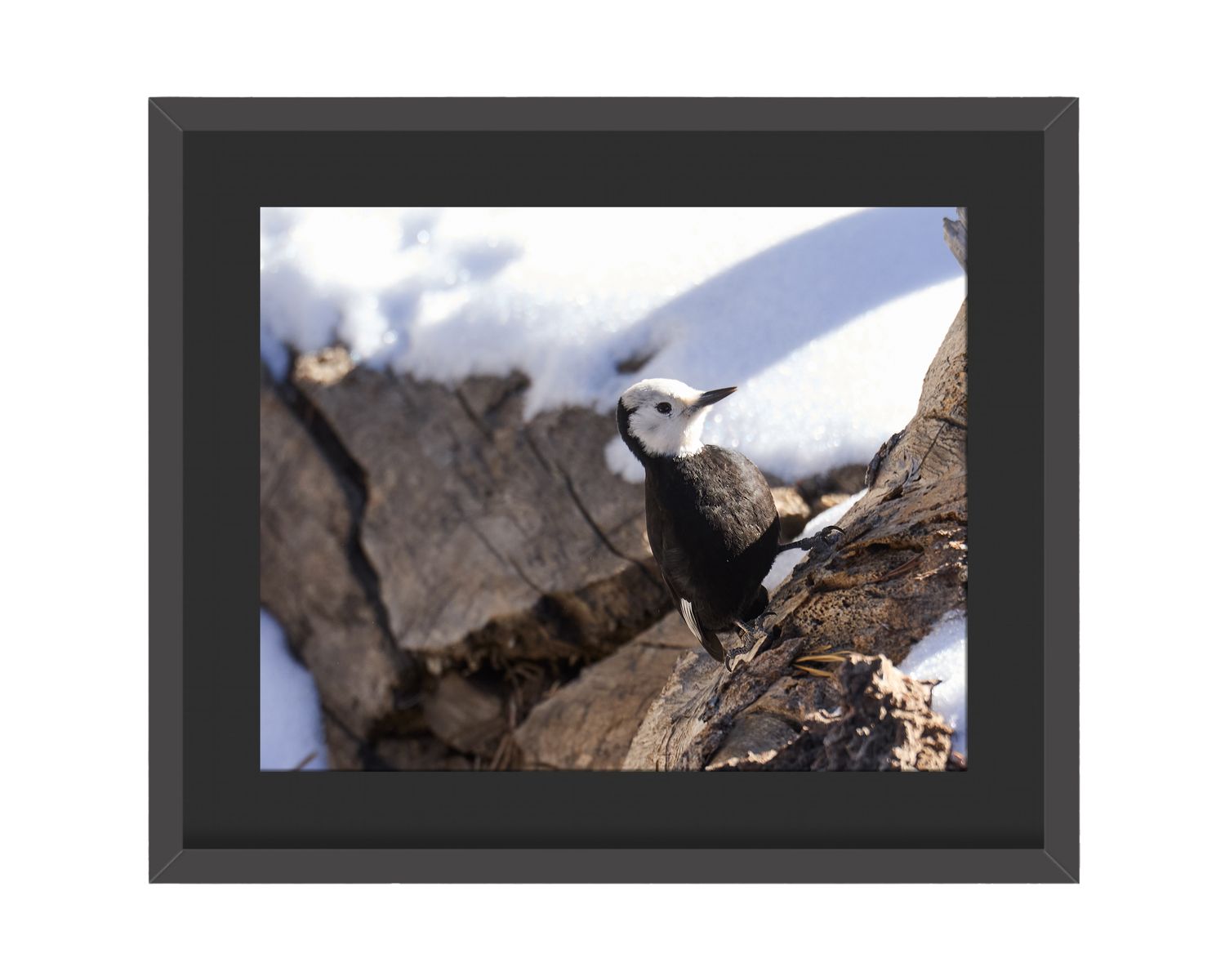 White-headed Woodpecker Framed Print – Mount San Jacinto State Park, CA