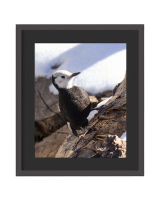 White-headed Woodpecker Framed Print – Mount San Jacinto State Park, CA