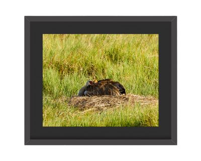 Sandhill Crane Framed Print – Viera Wetlands, FL