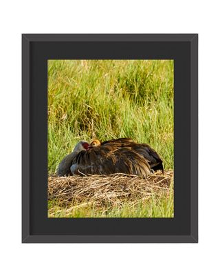 Sandhill Crane Framed Print – Viera Wetlands, FL