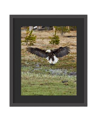 Bald Eagle Framed Print – Yellowstone National Park, WY