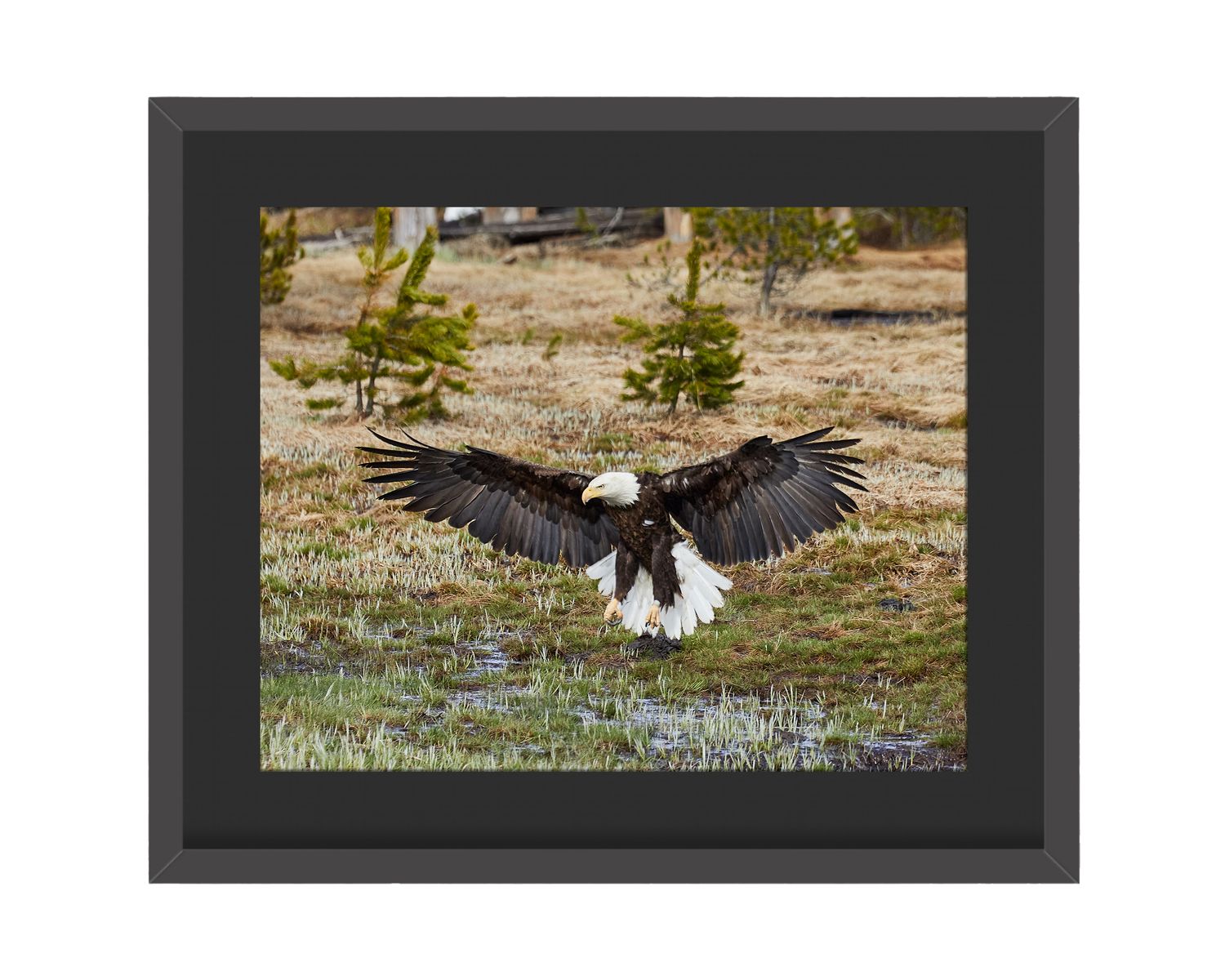 Bald Eagle Framed Print – Yellowstone National Park, WY