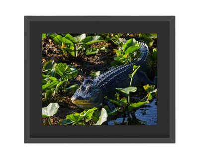 American Alligator Framed Print – Canaveral National Seashore, FL