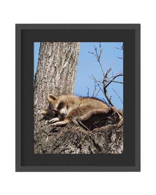 Raccoon Framed Print – Central Park, NYC