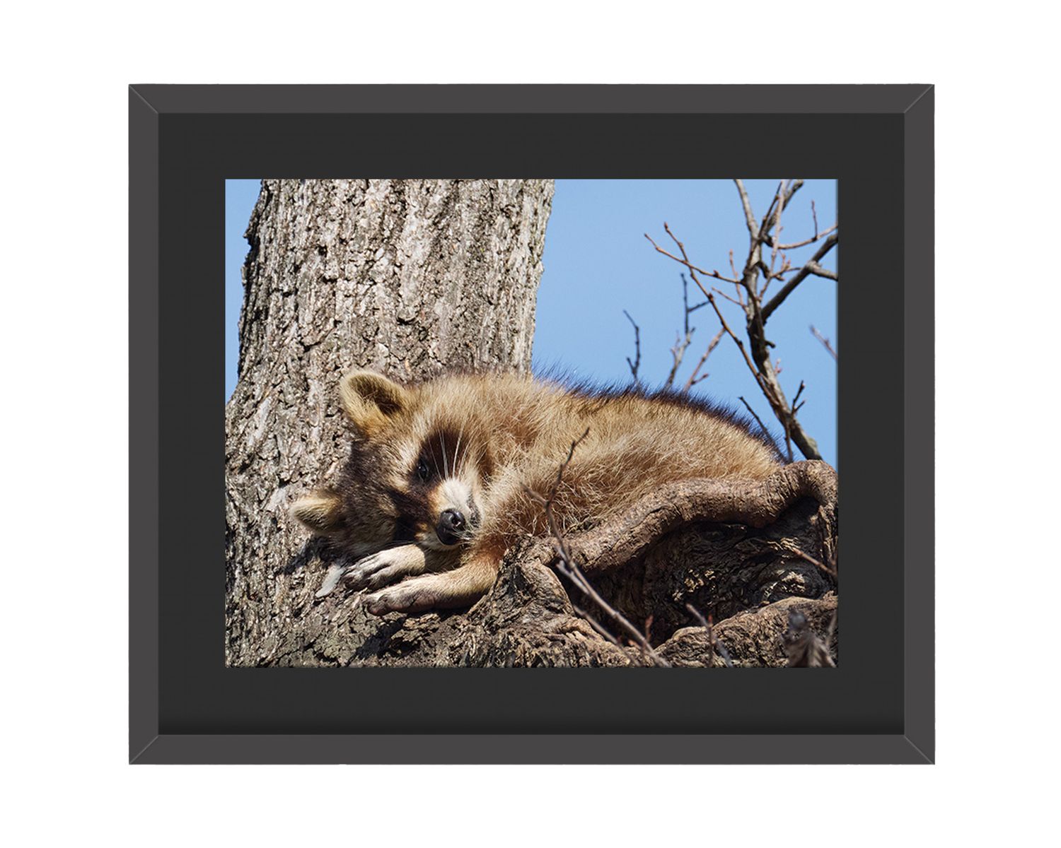Raccoon Framed Print – Central Park, NYC