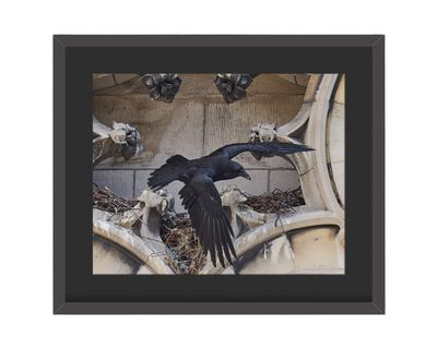 Common Raven Framed Print – Manhattan, NYC Common Raven Framed Print – Manhattan, NYC