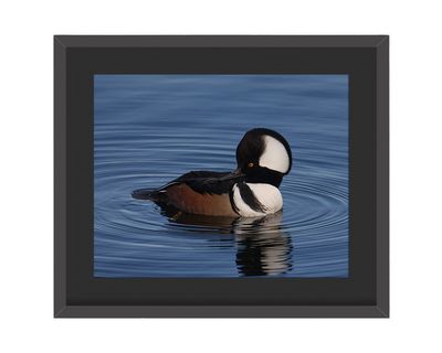 Hooded Merganser Framed Print – Central Park, NYC Hooded Merganser Framed Print – Central Park, NYC