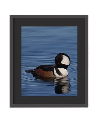 Hooded Merganser Framed Print – Central Park, NYC