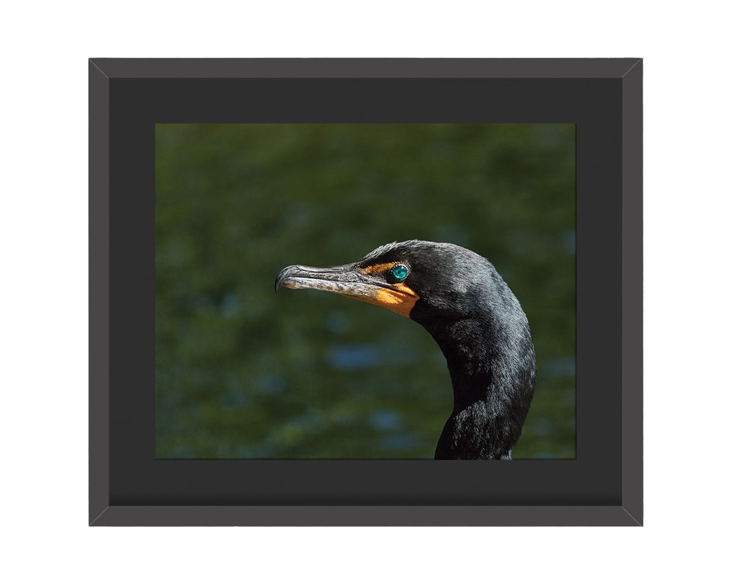 Hooded Warbler Framed Print – Central Park, NYC