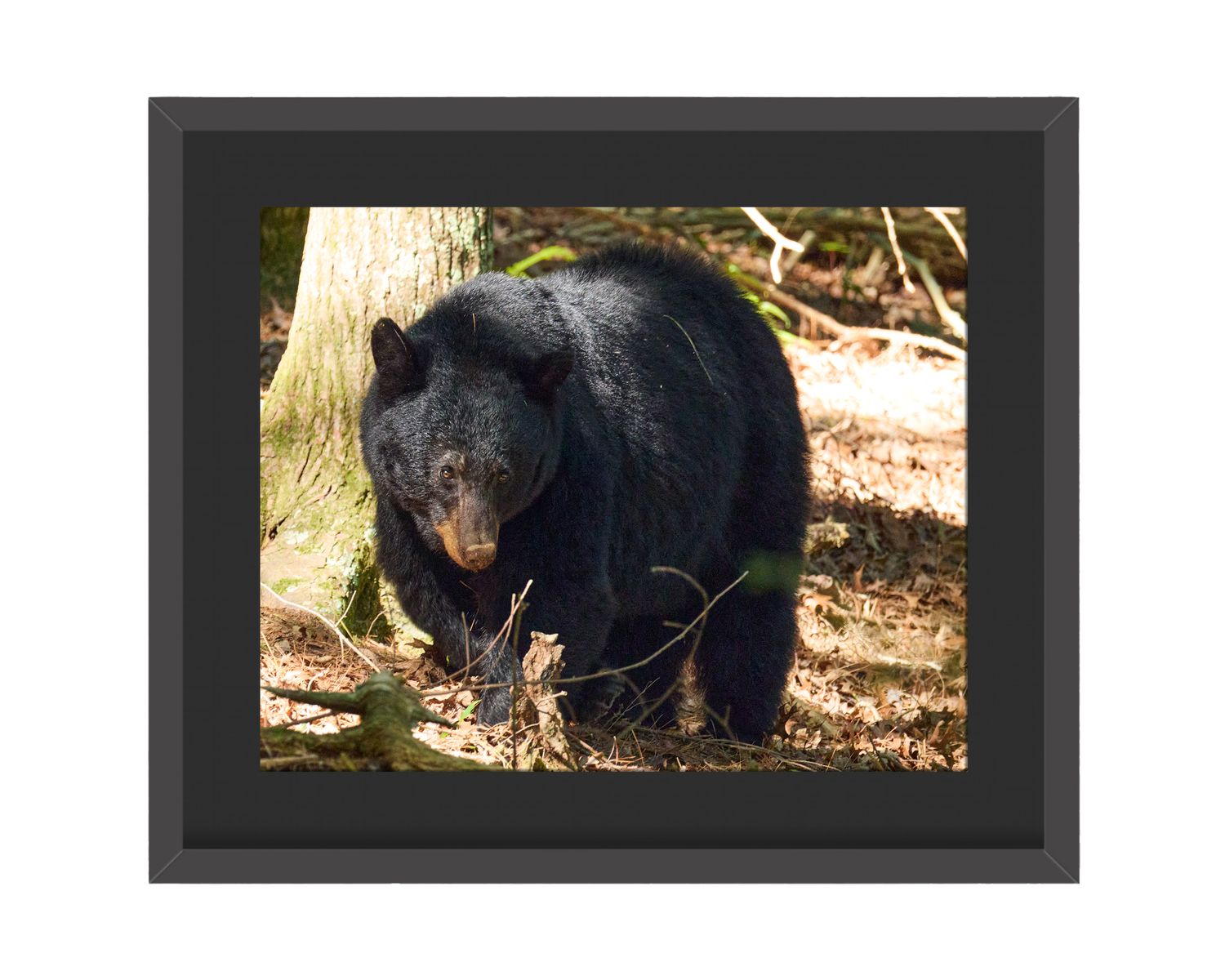 Black Bear Framed Print – Great Smoky Mountains National Park, TN Black Bear Framed Print – Great Smoky Mountains National Park, TN