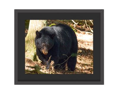 Black Bear Framed Print – Great Smoky Mountains National Park, TN