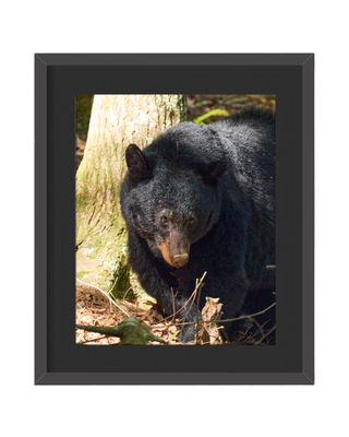 Black Bear Framed Print – Great Smoky Mountains National Park, TN