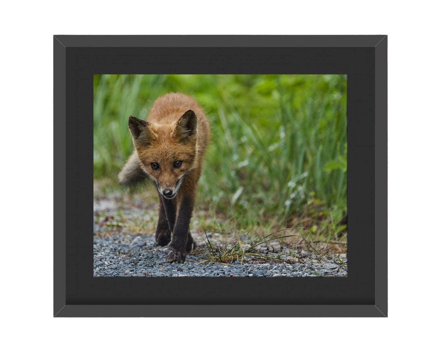 Red Fox Framed Print – Bombay Hook National Wildlife Refuge, DE